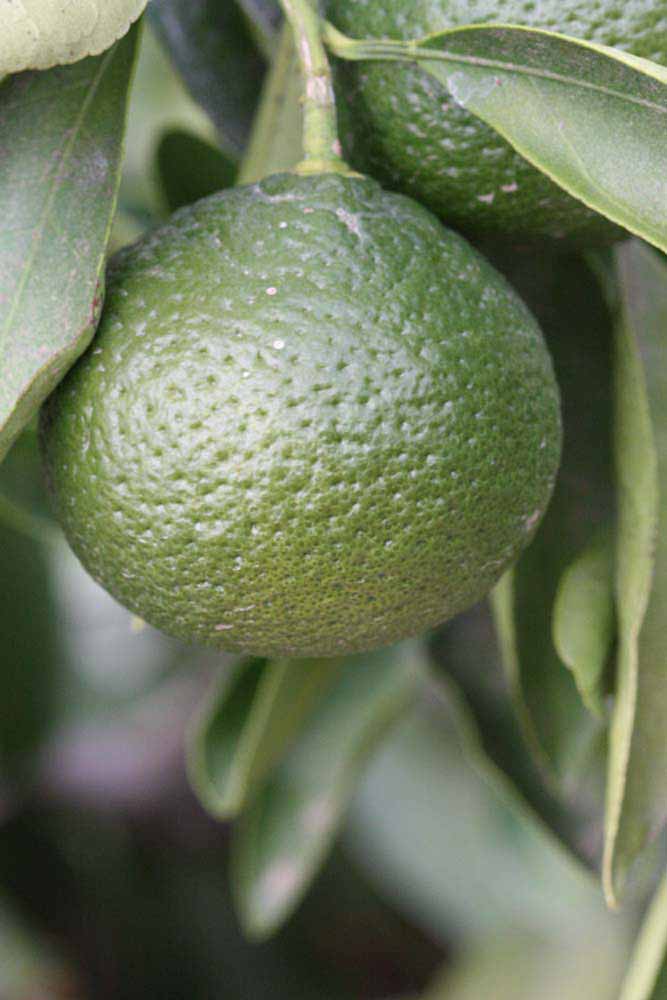            Immature fruit (Riverside, CA)   